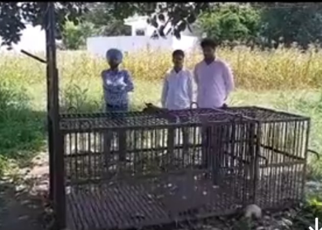 Panic among the people after a leopard entered the village barn, two dogs were killed
